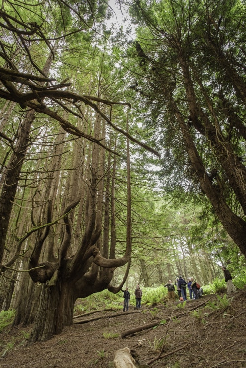 Candelabra-shaped redwood trees at Shady Dell in Mendocino County, photo