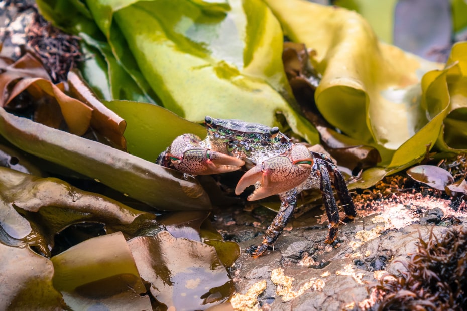 A small crab at the Fitzgerald Marine Reserve in Moss Beach, California, photo