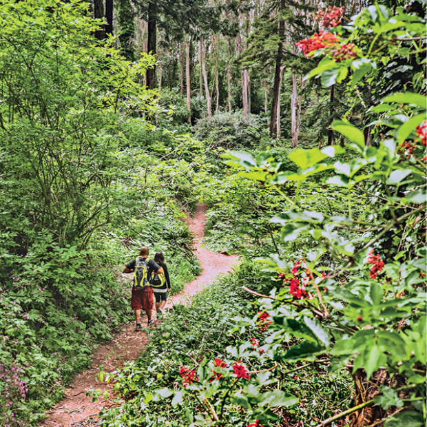 Hikers in Mount Sutro Open Space Reserve in San Francisco, California, picture