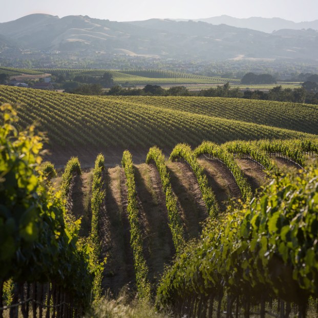 Scenic view of Wente's Livermore vineyard, image