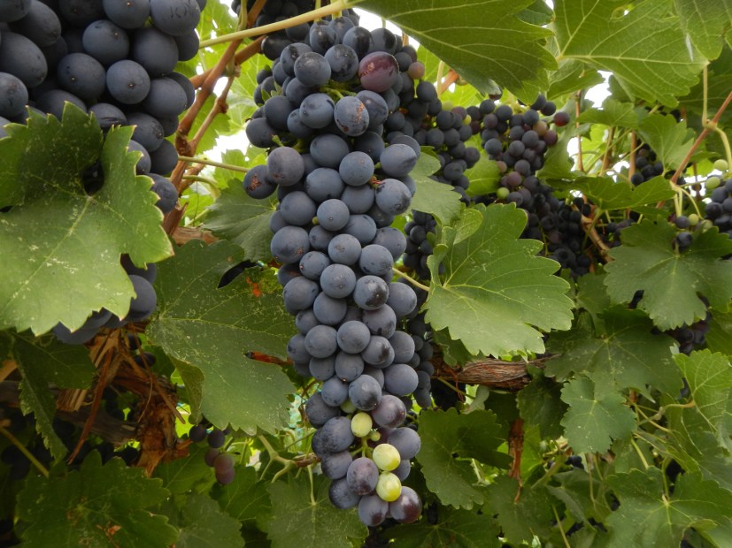 a cluster of red grapes hangs on from a vine in one of Bookcliff's vineyards