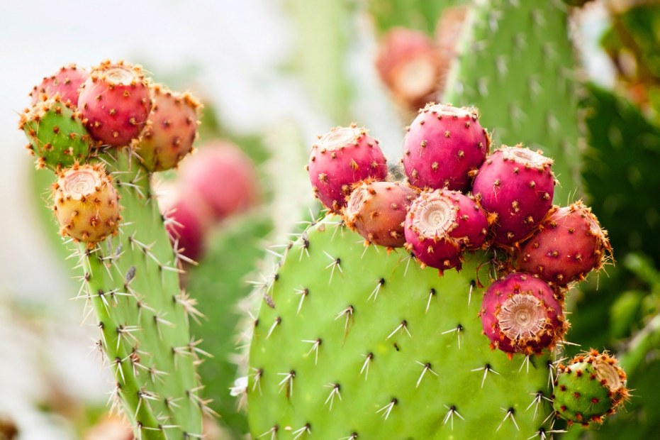 prickly pear cactus with red fruit, picture