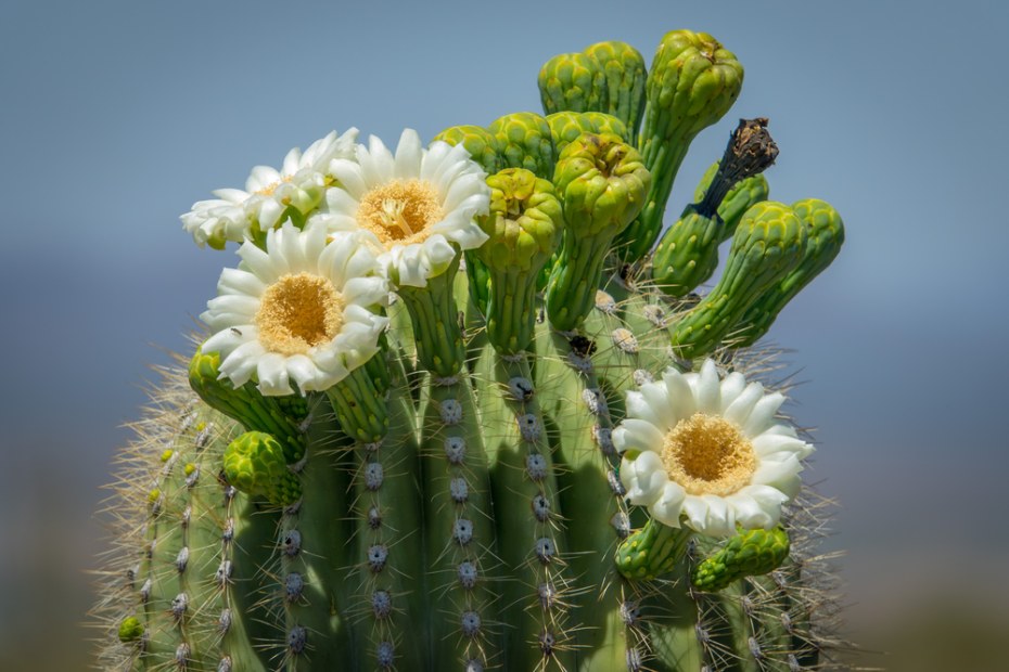 White saguaro cactus blooms, image