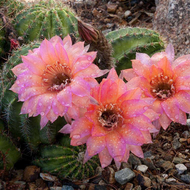 Flying saucer cactus in bloom, Desert Botanical Garden, Phoenix, Arizona, picture