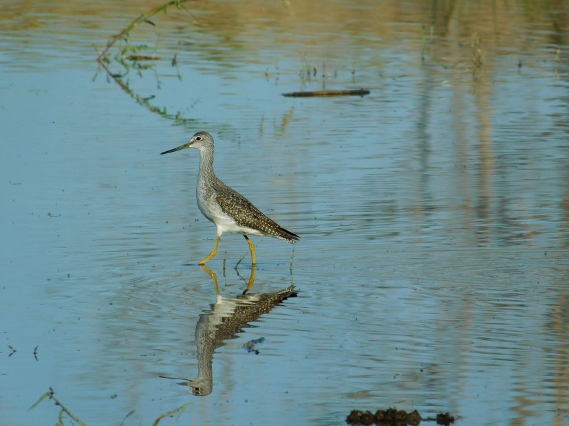 a greater yellowlegs (sandpiper family) strolls at McNary National Wildlife Refuge in Walla Walla, Washington