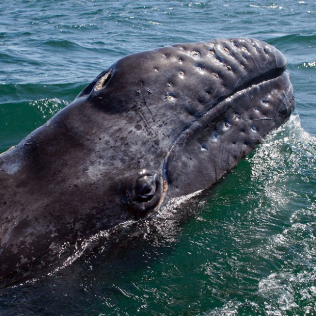 Gray whale crests a wave in Baja California, picture