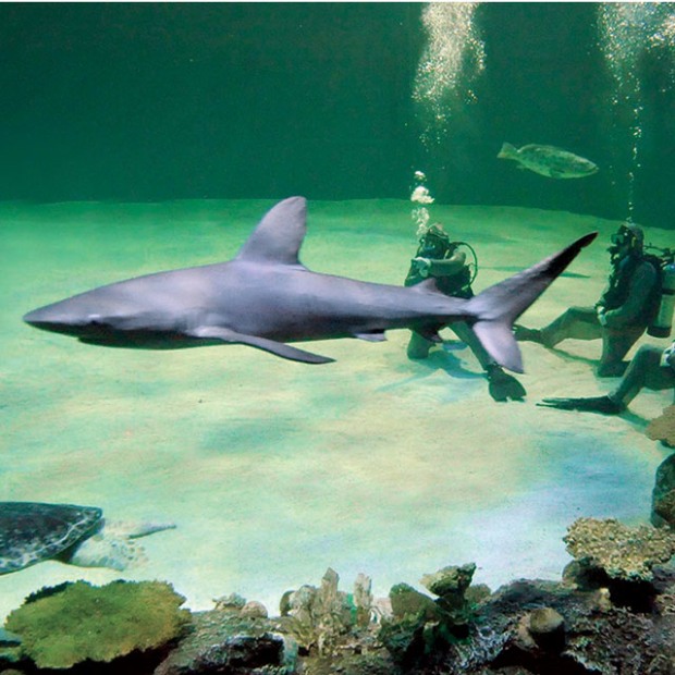 Galapagos shark at Mandalay Bay Shark Reef Aquarium, Las Vegas, Nevada, image