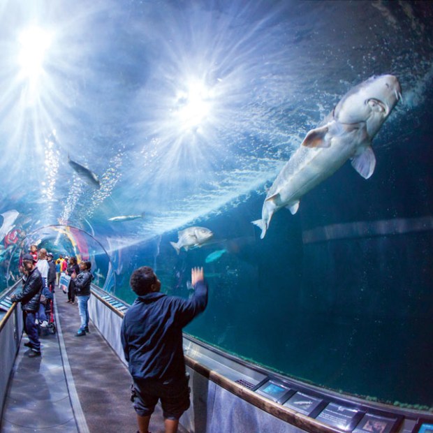 Underwater tunnel at Aquarium of the Bay in San Francisco, picture