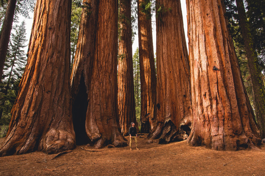 A visitor stands beneath massive trees in Sequoia National Park.