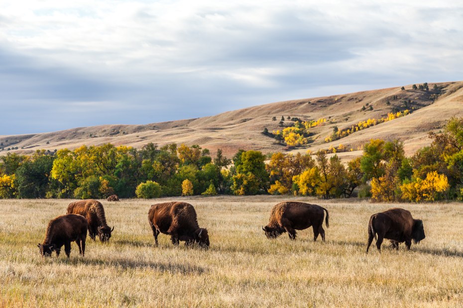 Buffalo graze in Custer State Park in South Dakota.