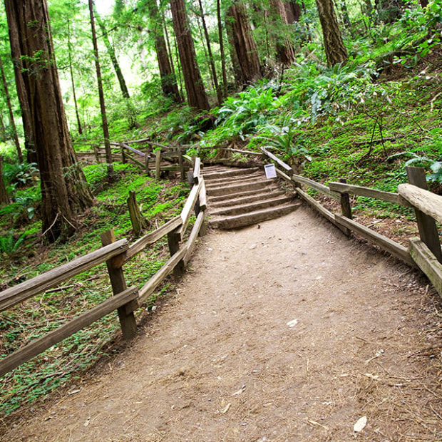a trail in Muir Woods lined by a wood fence, picture