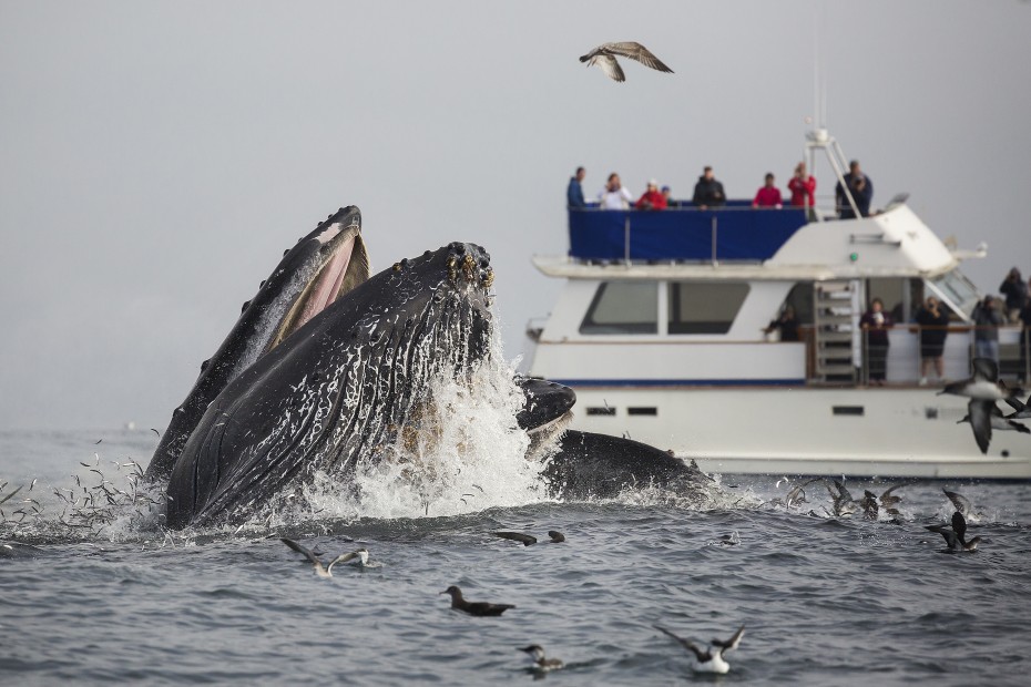 A humpback whale lunge feeds in front of a boat full of whale watchers in Monterey Bay, California, image