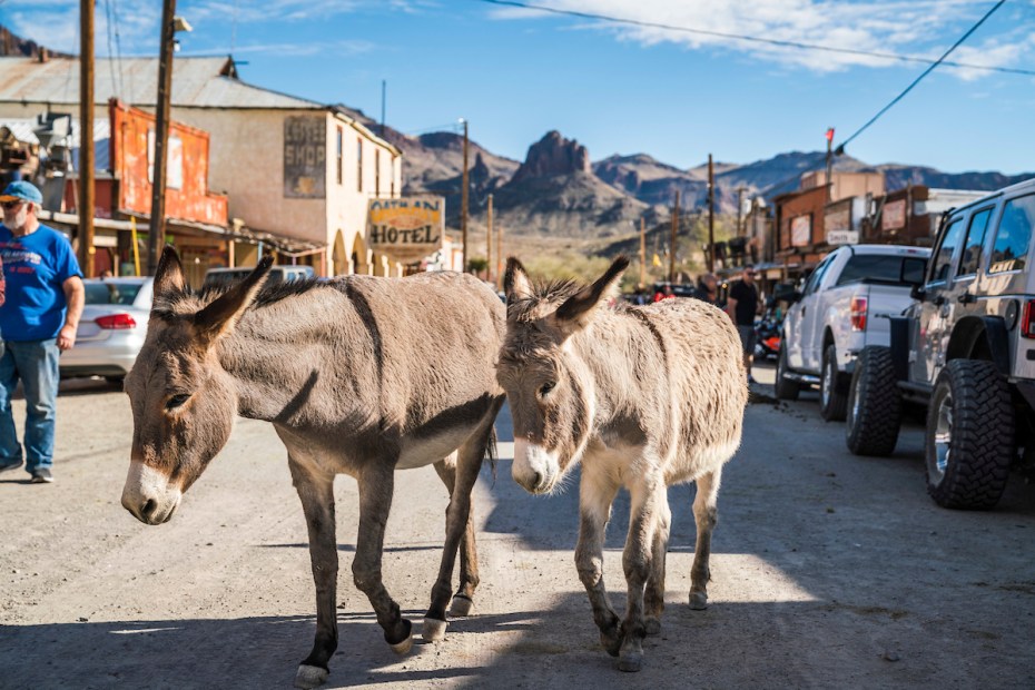 wild burros walk down the street in Oatman, Arizona