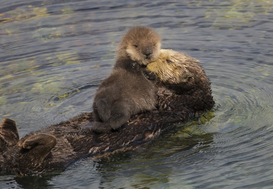A sea otter grooms a newborn pup in Monterey Bay, California, photo