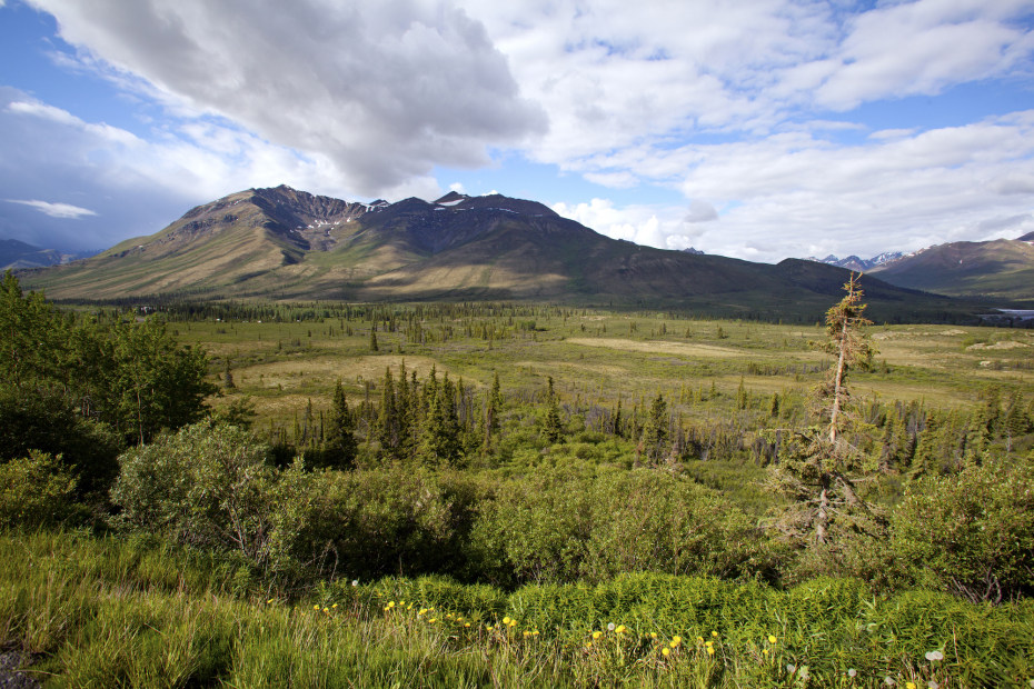 picture of Tombstone Territorial Park in the Yukon with a mountain in the background and green plants in the foreground