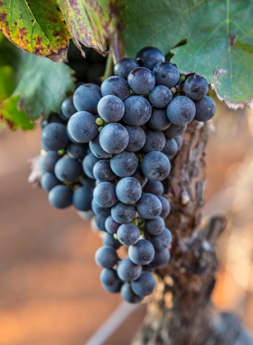 Graciano (red) grapes on the vine, picture