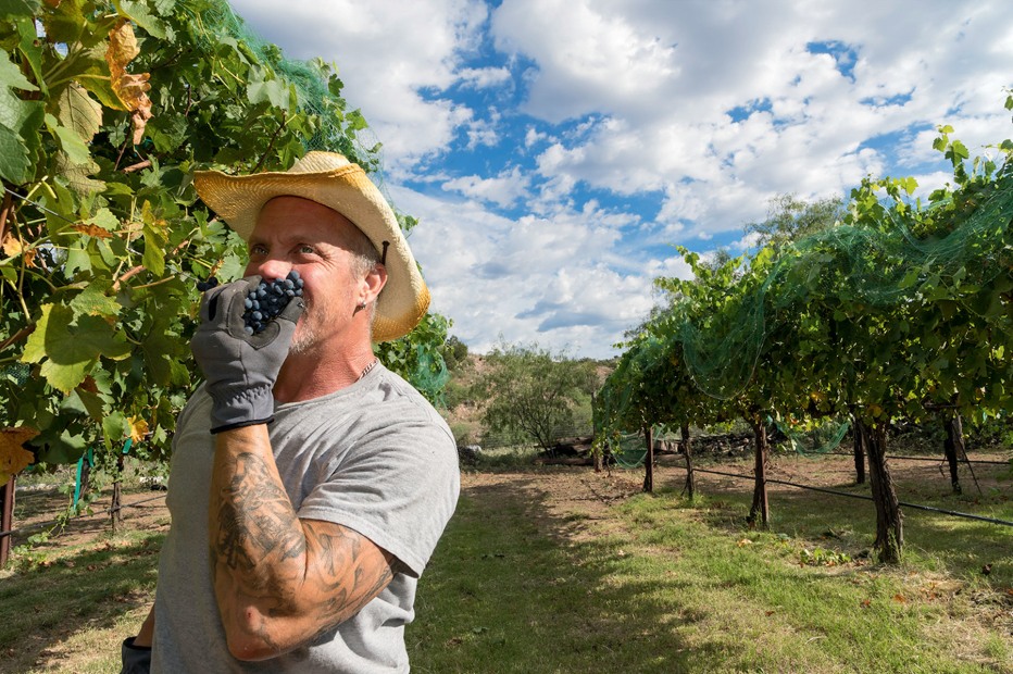 L. Jay Morton savors the aroma of a handful of freshly picked red grapes in vineyard D.A. Ranch in Cornville, Verde Valley, Arizona, picture
