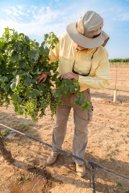 Dan Pierce thins leaves on muscat vines in Bodega Pierce's estate vineyard in Willcox, Arizona, picture 