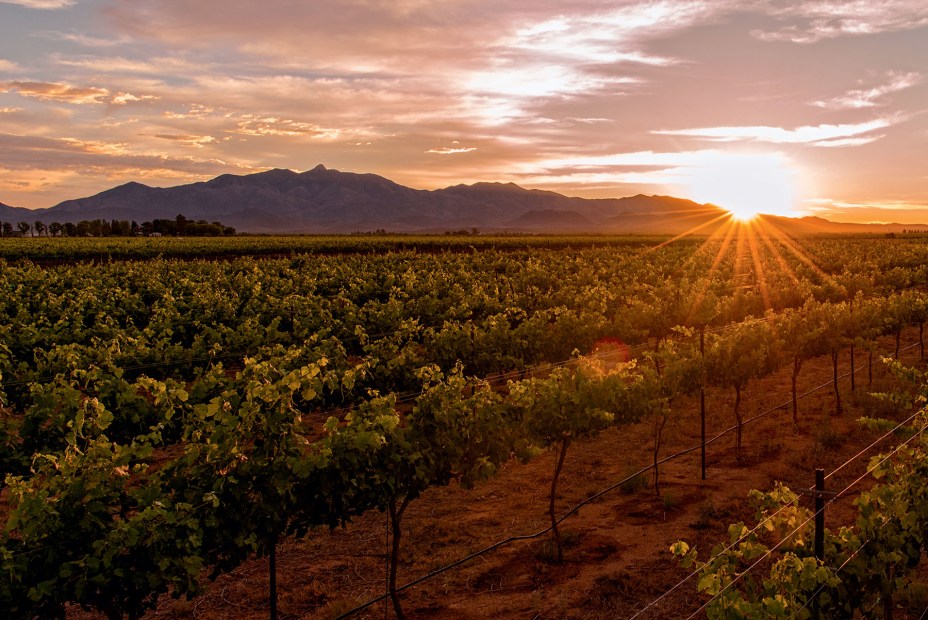 sunrise over the syrah vines at Zarpara Vineyard in Willcox, Arizona, picture