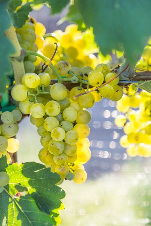 Malvasia Bianca (green) grapes hang from the vine, picture
