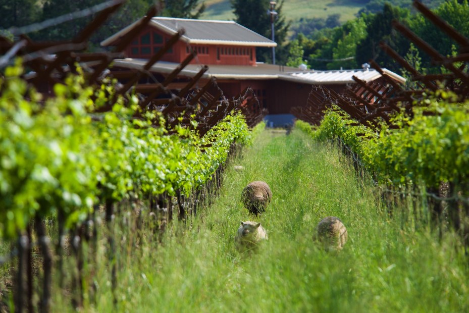 sheep graze on green grass in a vineyard at Pennyroyal Farm in Northern California, picture