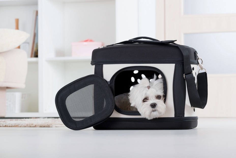 pet carrier with small, shaggy white dog, picture