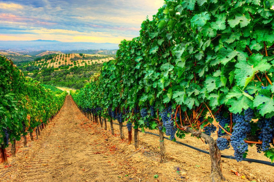 Grapes on the vine on the hillside of Daou Vineyards and Winery, photo