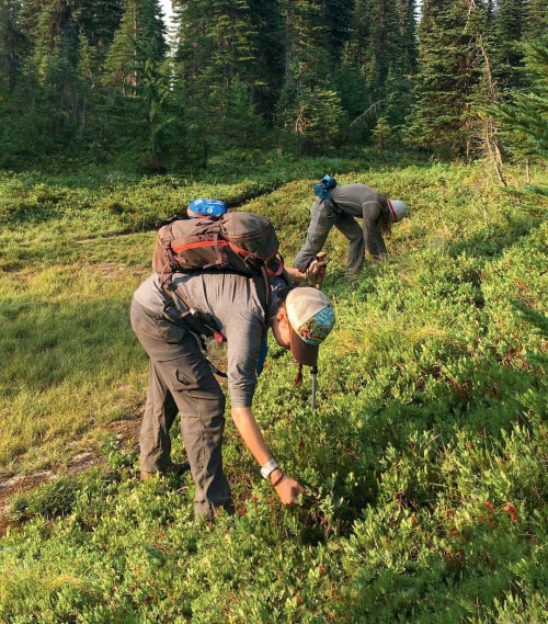 wild huckleberry pickers on Mt Hood, Oregon, picture