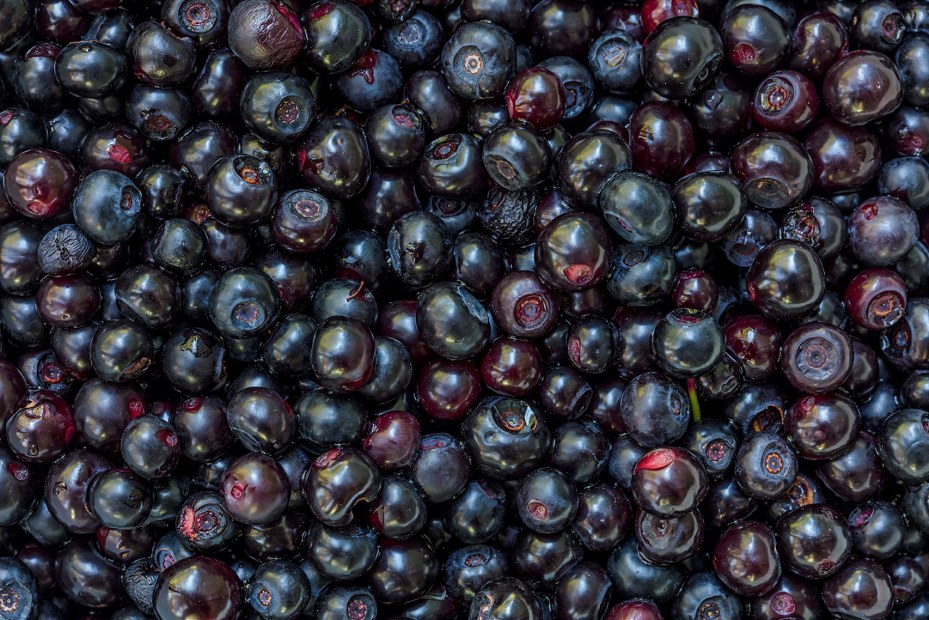 huckleberries, freshly picked, from Whitefish, Montana, picture