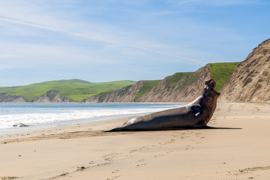 Elephant Seal on Drake's Beach in Point Reyes National Seashore