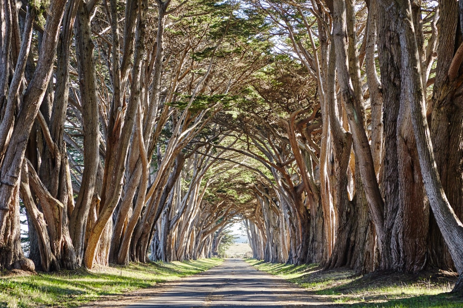 Cypress Tree Tunnel at Point Reyes National Seashore