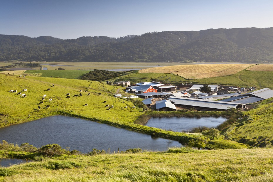 aerial view of the Point Reyes Farmstead Co. showcasing its green rolling hills