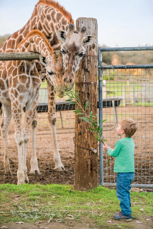 a pair of giraffes reaches over a fence to eat leaves offered by a young visitor at Safari West in Sonoma County, California