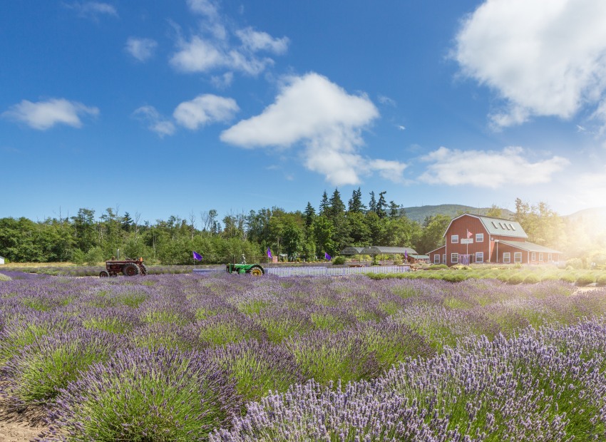 picture of a lavender field in bloom in sequim, washington