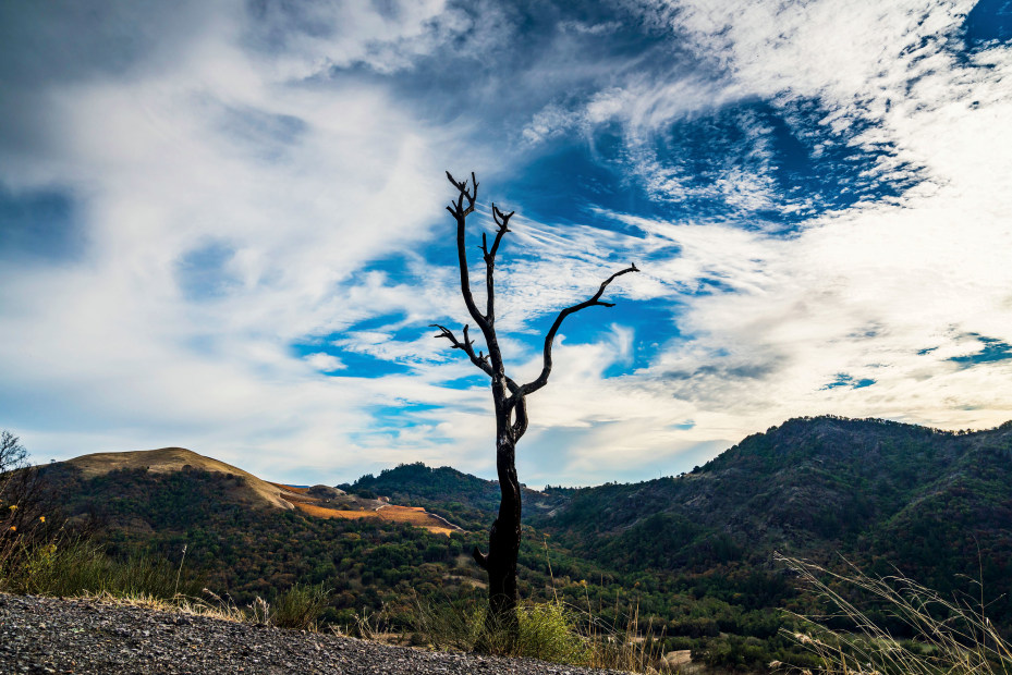 silhouette of scorched tree along Bald Mountain Trail at Sugarloaf Ridge State Park which straddles California's Napa and Sonoma Counties, picture