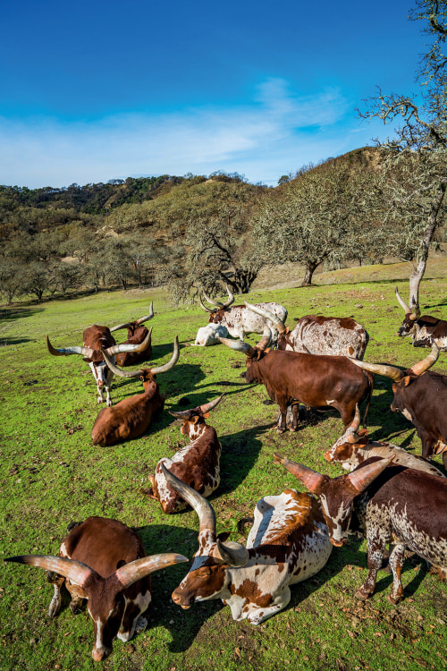Long-horned Watusi cattle relax in a pasture at Safari West in Sonoma County, California