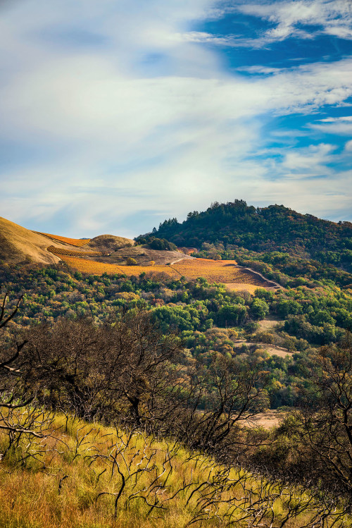 scorched chaparral lines the hillside at Sugarloaf Ridge State Park which straddles California's Napa and Sonoma Counties