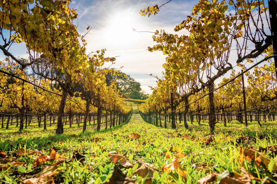 rows of chardonnay grapes line Nagasawa Vineyard at Paradise Ridge in Sonoma County, California