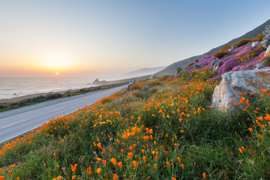 Wildflowers line the coastline along California's Highway 1 in Big Sur.