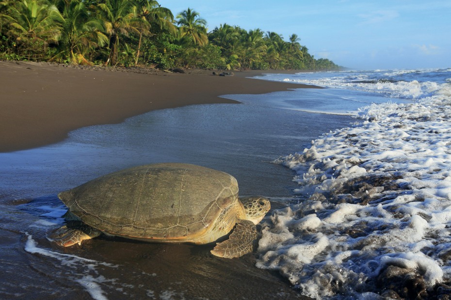 green turtle returns to the ocean after nesting on the beach in Tortuguero National Park, Costa Rica