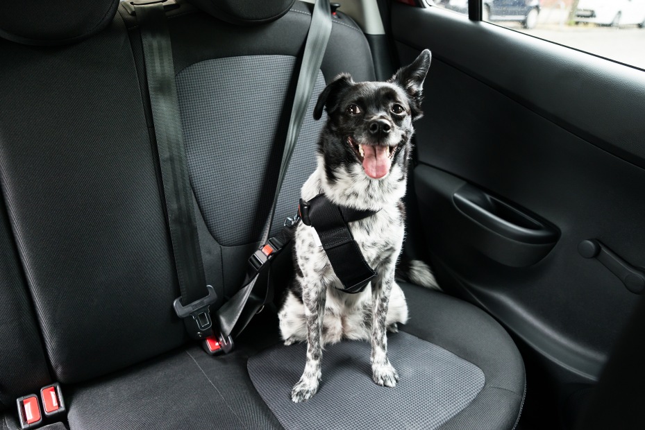 Happy dog properly secured in a car.