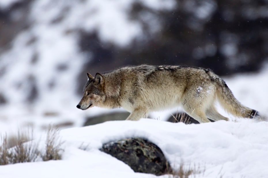 gray wolf hunting in the snow in Yellowstone National Park.