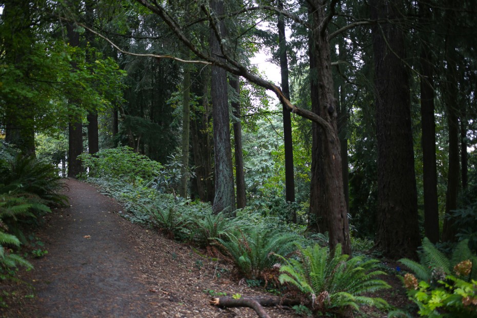 a mass of trees block of the sunlight over a trail in the Himalayan Cloud Forest Garden