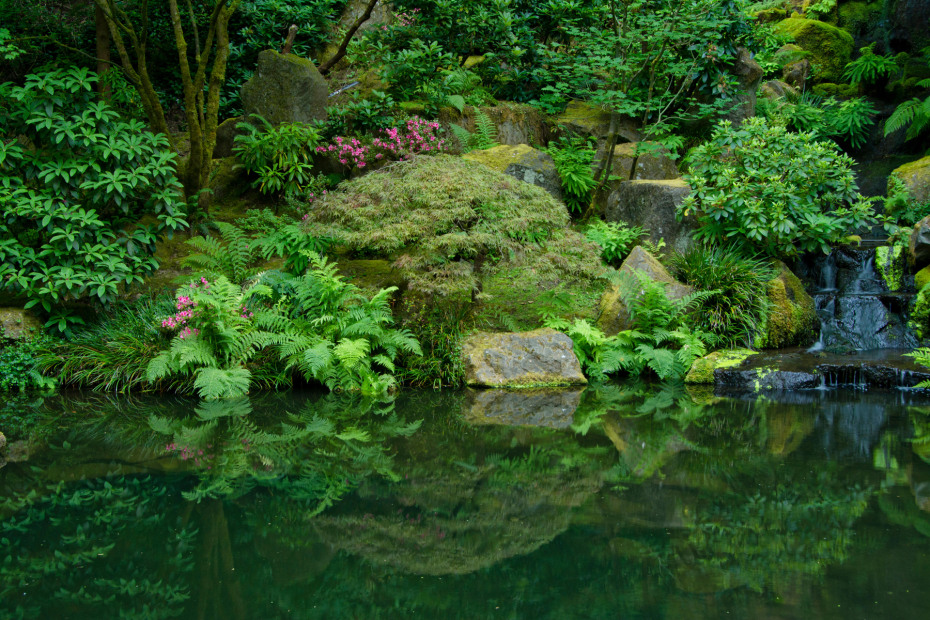 green foliage reflects in the water of a pond at Strolling Pond Garden