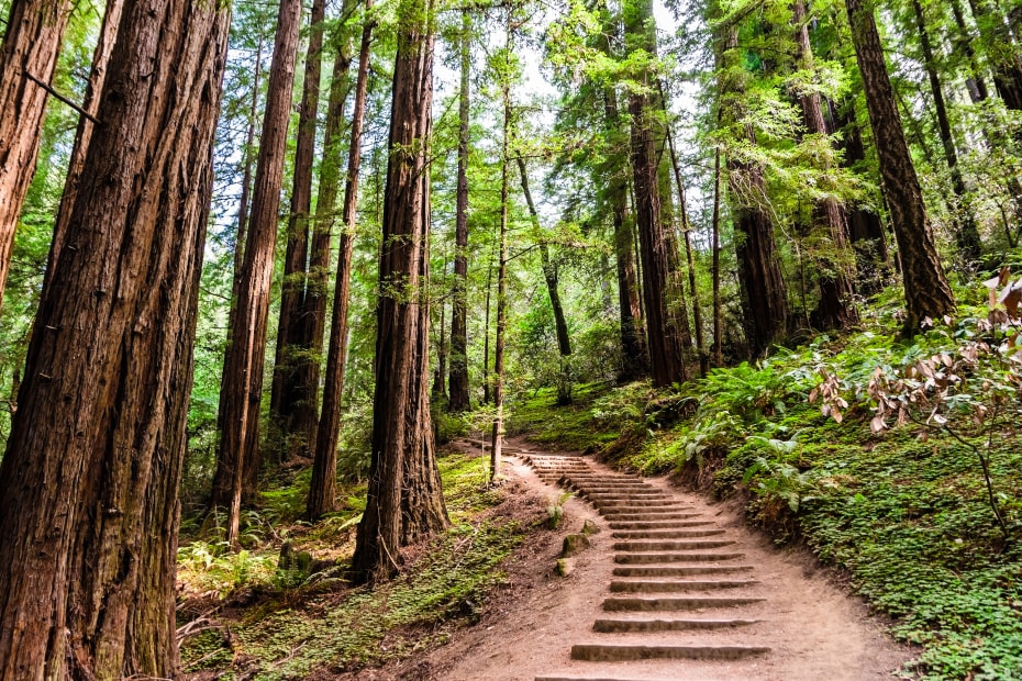 A wooden trail in Muir Woods National Park.