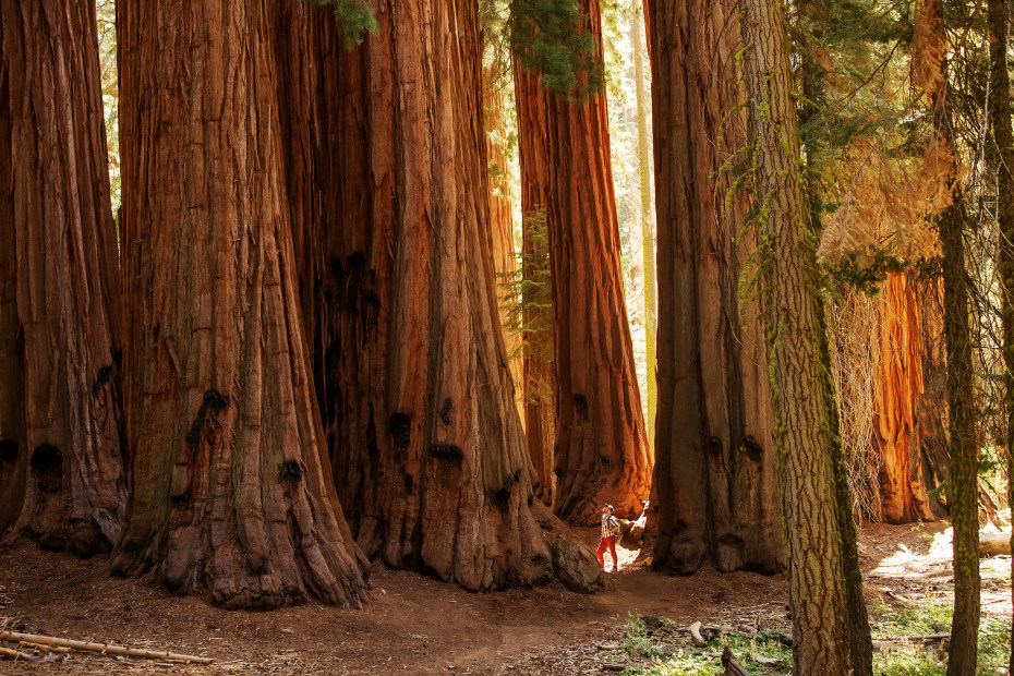 A hiker stands in a grove in Sequoia National Park.