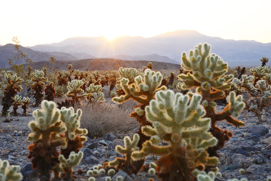 Sun streams through the Cholla Cactus Garden in Joshua Tree National Park.