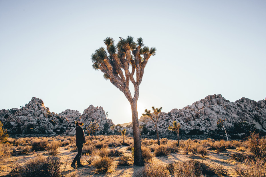 Man stands under a tall Joshua Tree in Joshua Tree National Park.