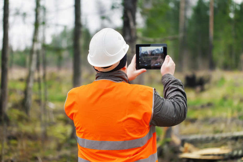 Arborist inspects trees after a fire.