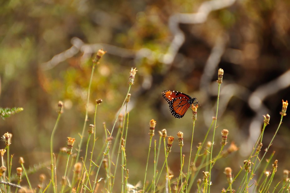 A butterfly lands on a wildflower in Joshua Tree National Park.